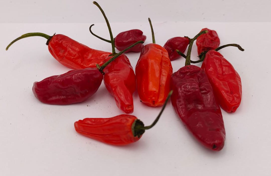 Lucifer's Dream - 10 chili seeds