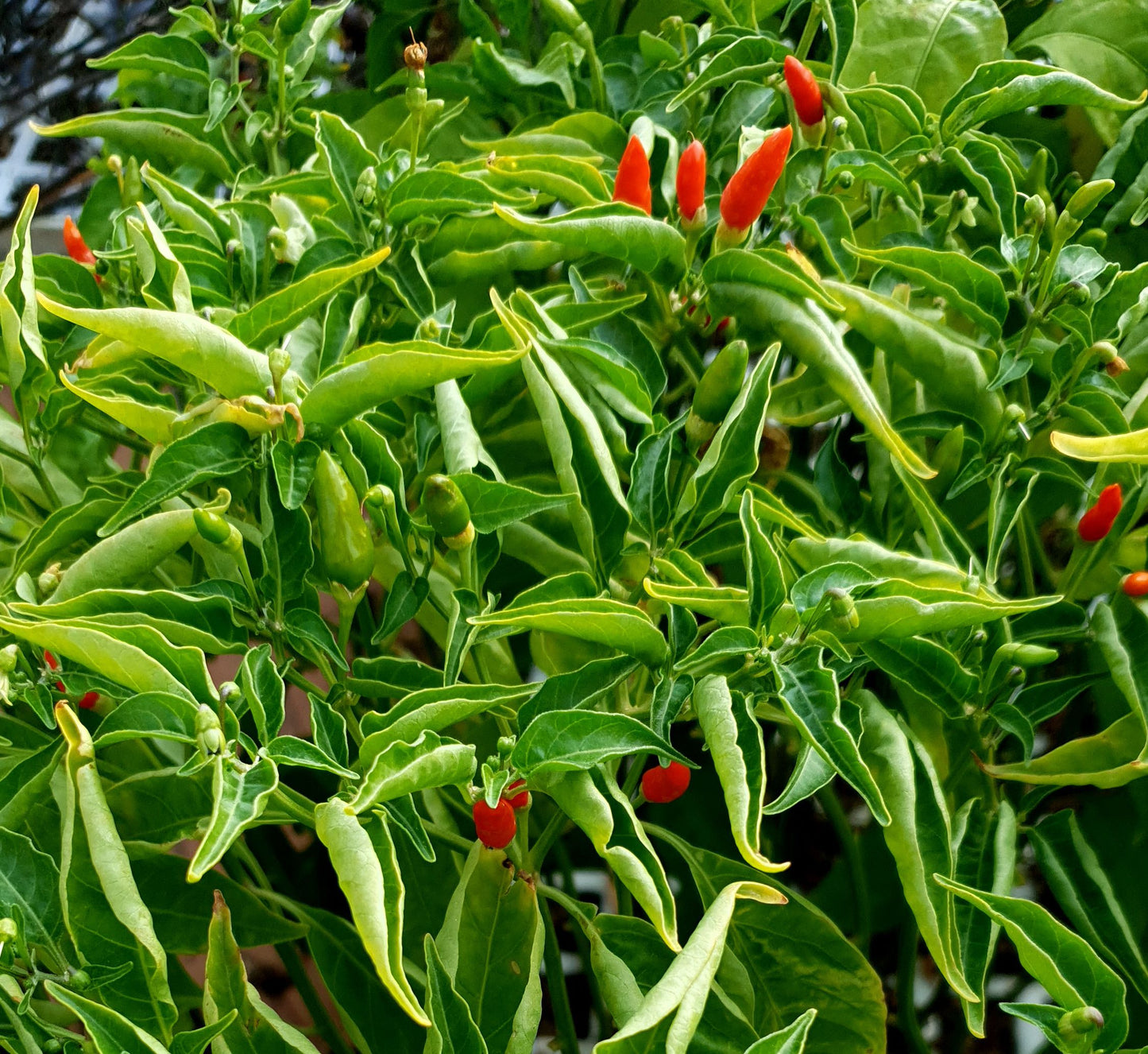 Malaguentinha - 10 chili seeds