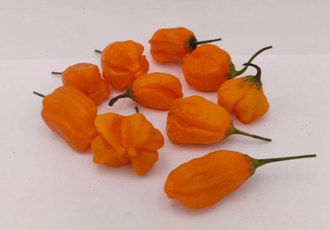 Mango Stumpy - 10 chili seeds