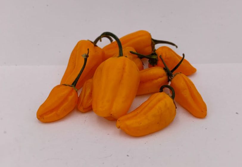 Master X - 10 chili seeds