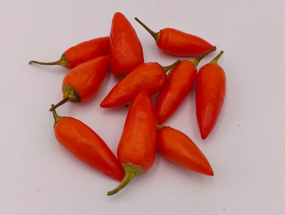 Maya Acapulco - 10 chili seeds