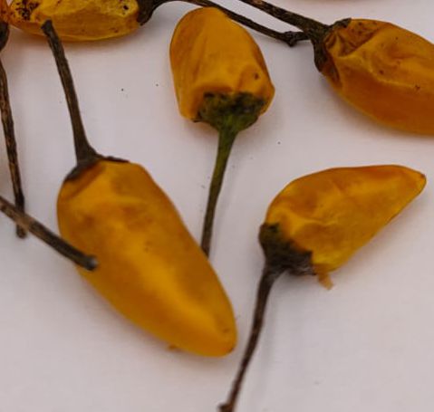 Maya Favorite Yellow - 10 chili seeds