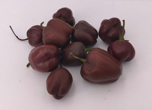 Mini Bell Chocolate - 10 Chilisamen