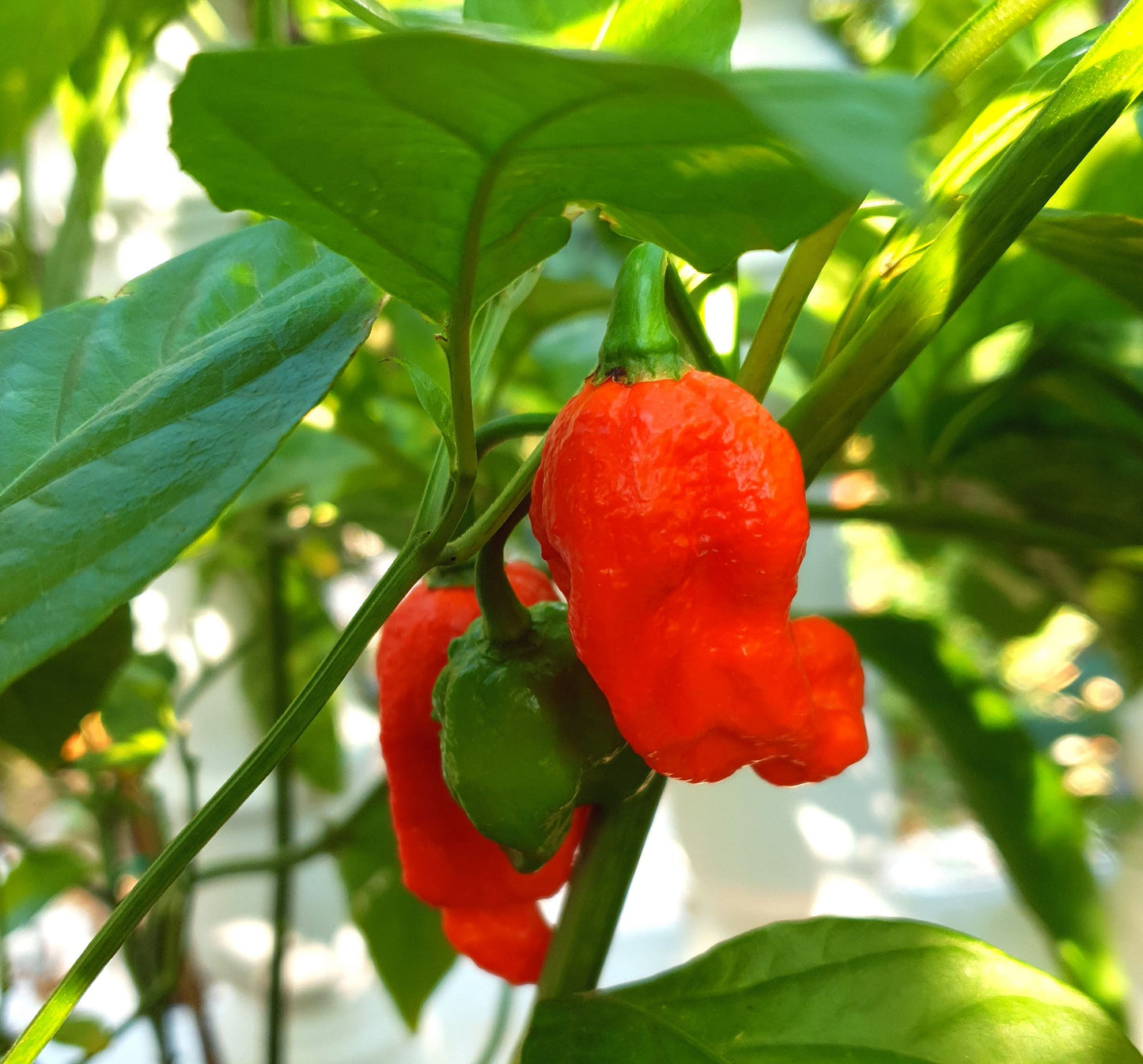 Naga Bhut Jolokia Red - 10 chili seeds