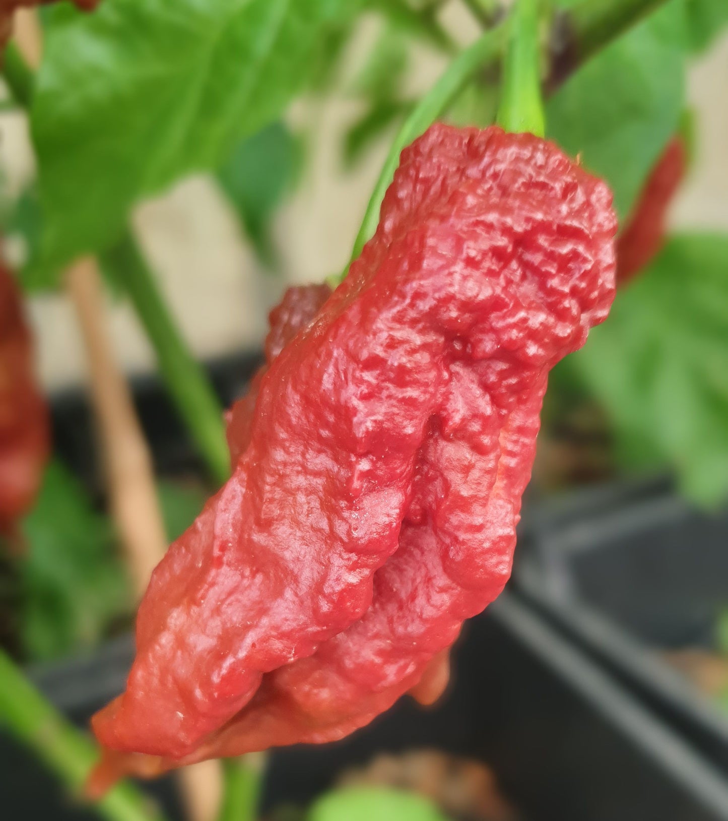 Naga Bhut Jolokia Chocolate - 10 chili seeds