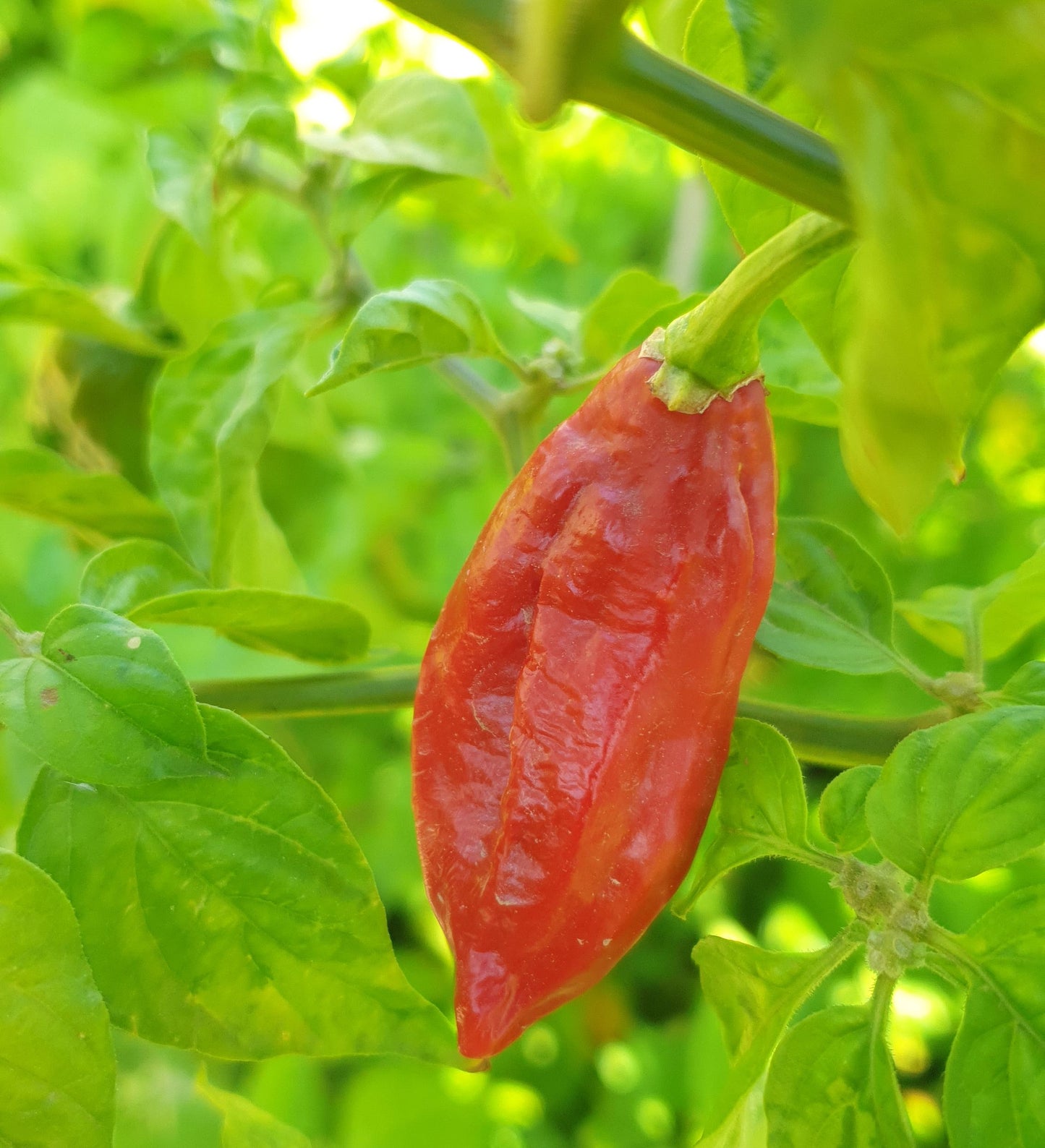 Naga Bhut Jolokia Red - 10 chili seeds