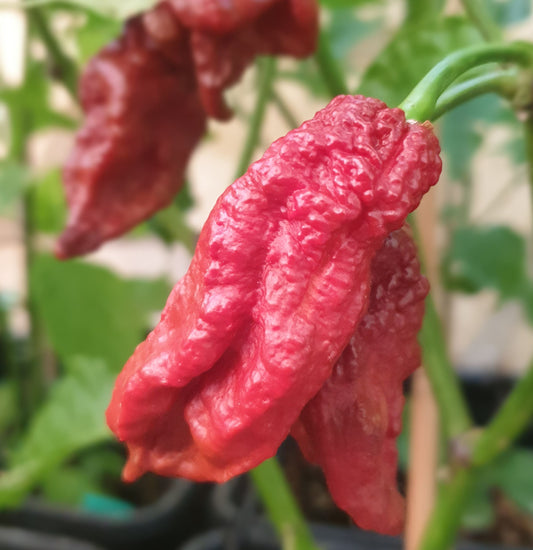 Chocolate Naga Bhut Jolokia - 10 semillas de chile