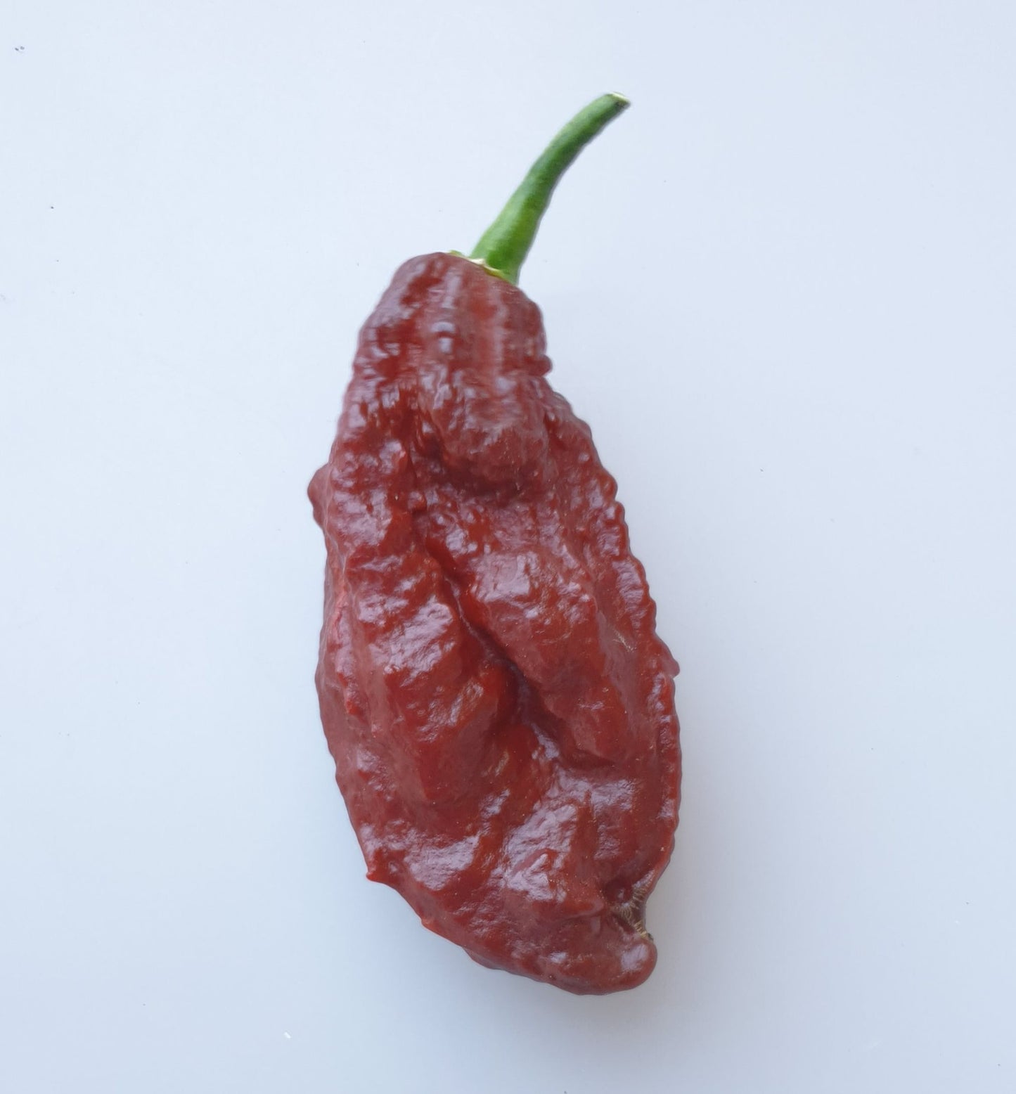 Naga Bhut Jolokia Chocolate - 10 chili seeds