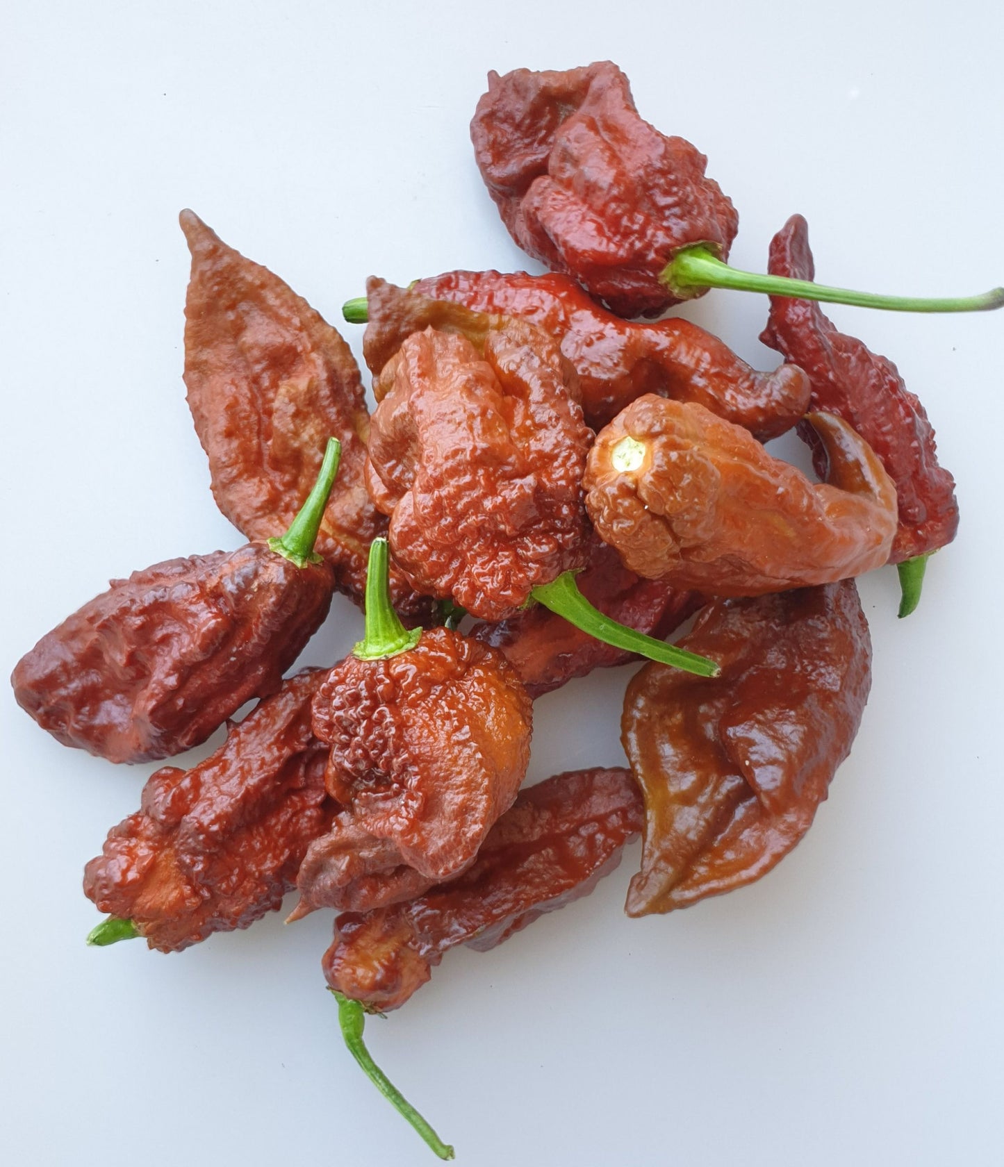 Naga Bhut Jolokia Chocolate - 10 chili seeds