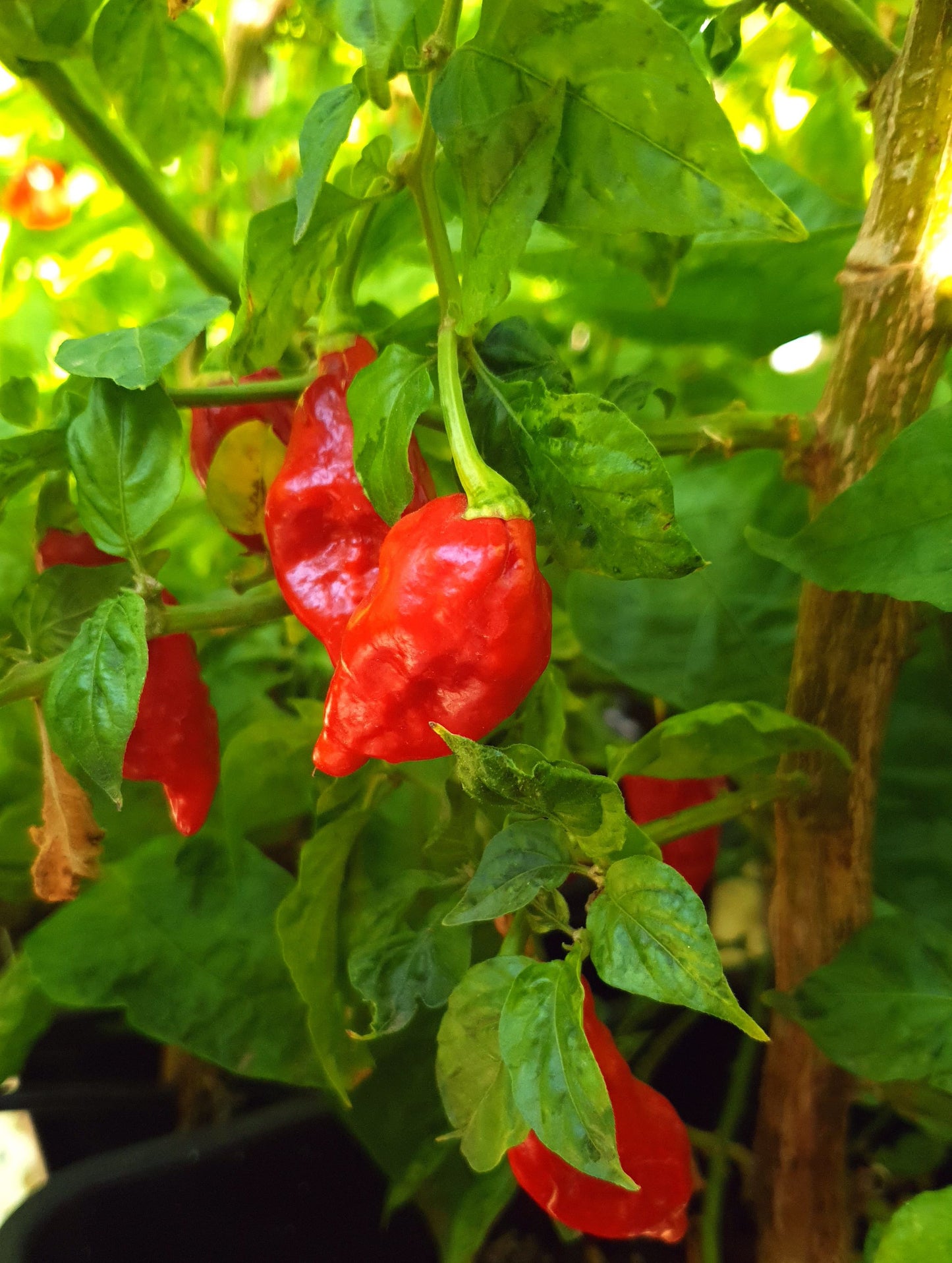 Naga Bhut Jolokia Red - 10 chili seeds