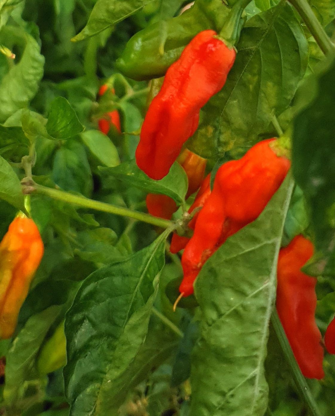 Naga Morich - 10 chili seeds