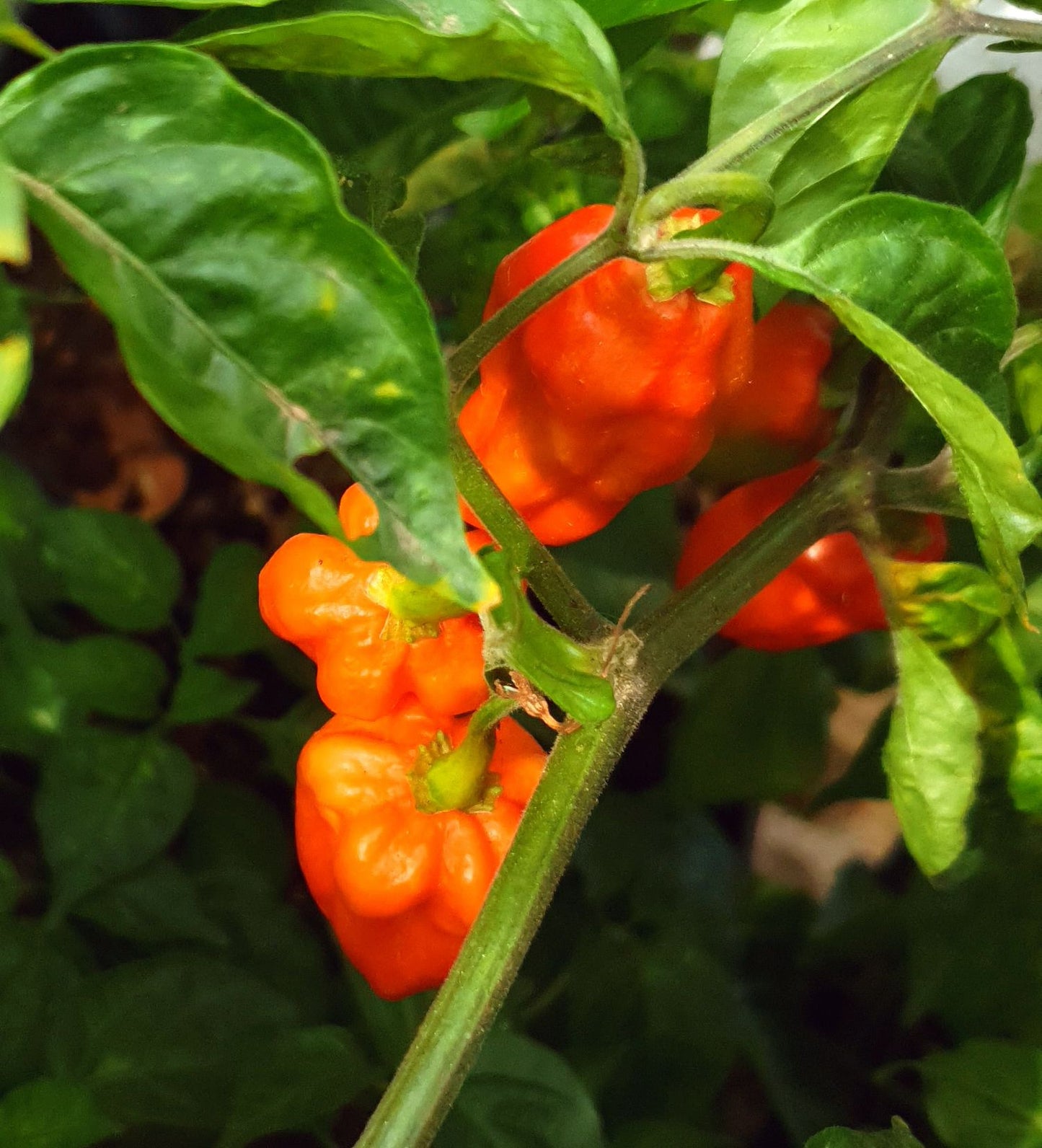 Naga Morich - 10 chili seeds