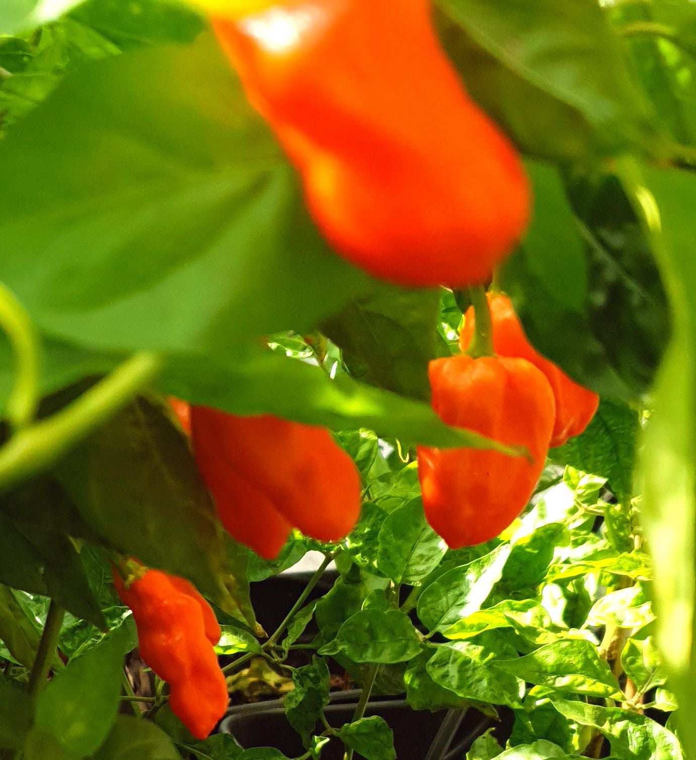Naga Morich - 10 chili seeds