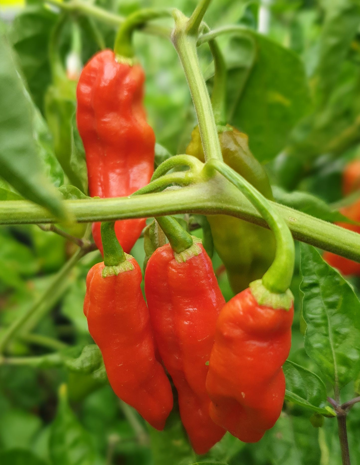 Naga Morich - 10 chili seeds