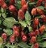 10 semillas de chile NuMex Earth Day