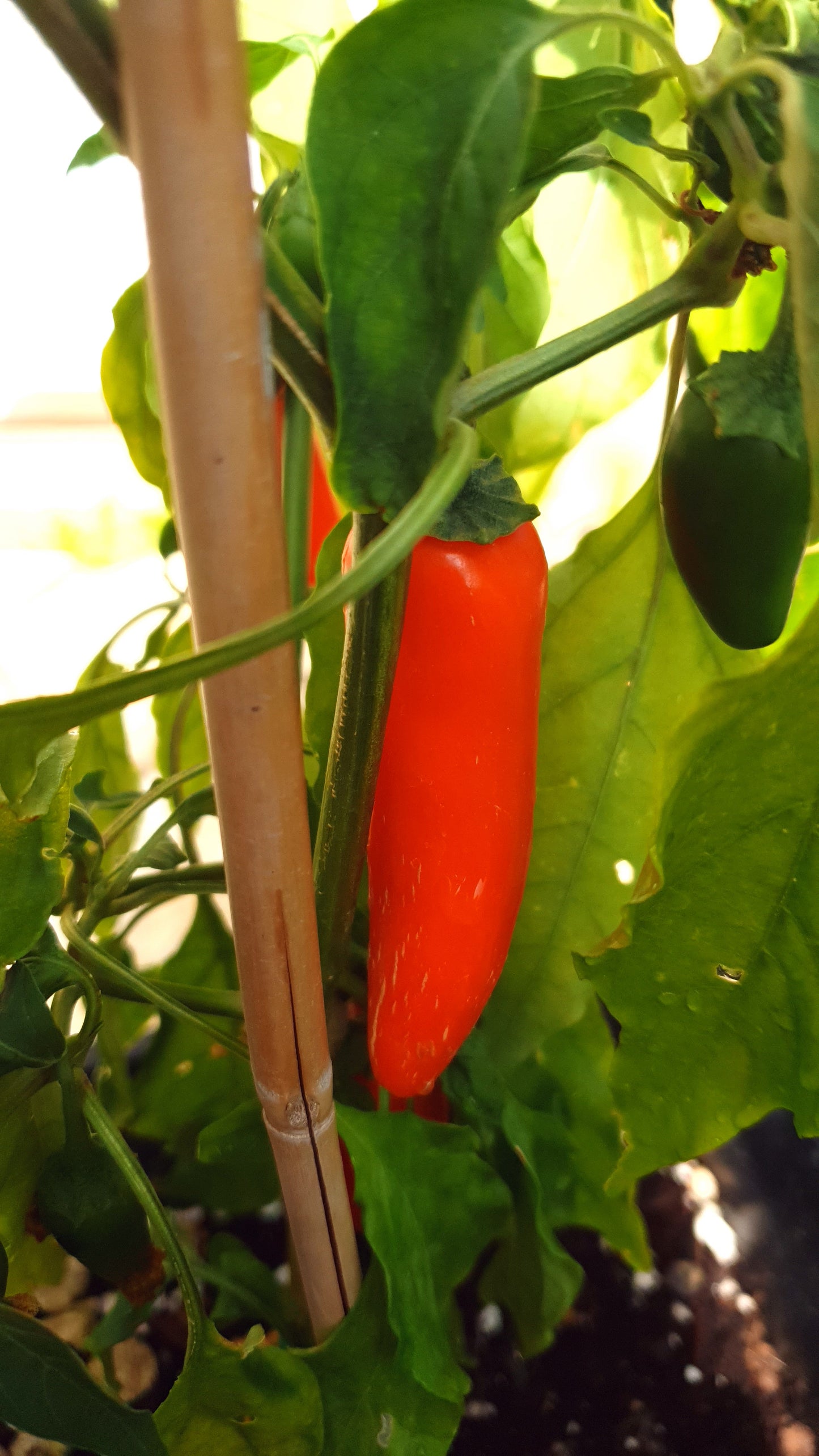 NuMex Jalapeno Orange Spice 10 semillas de chile