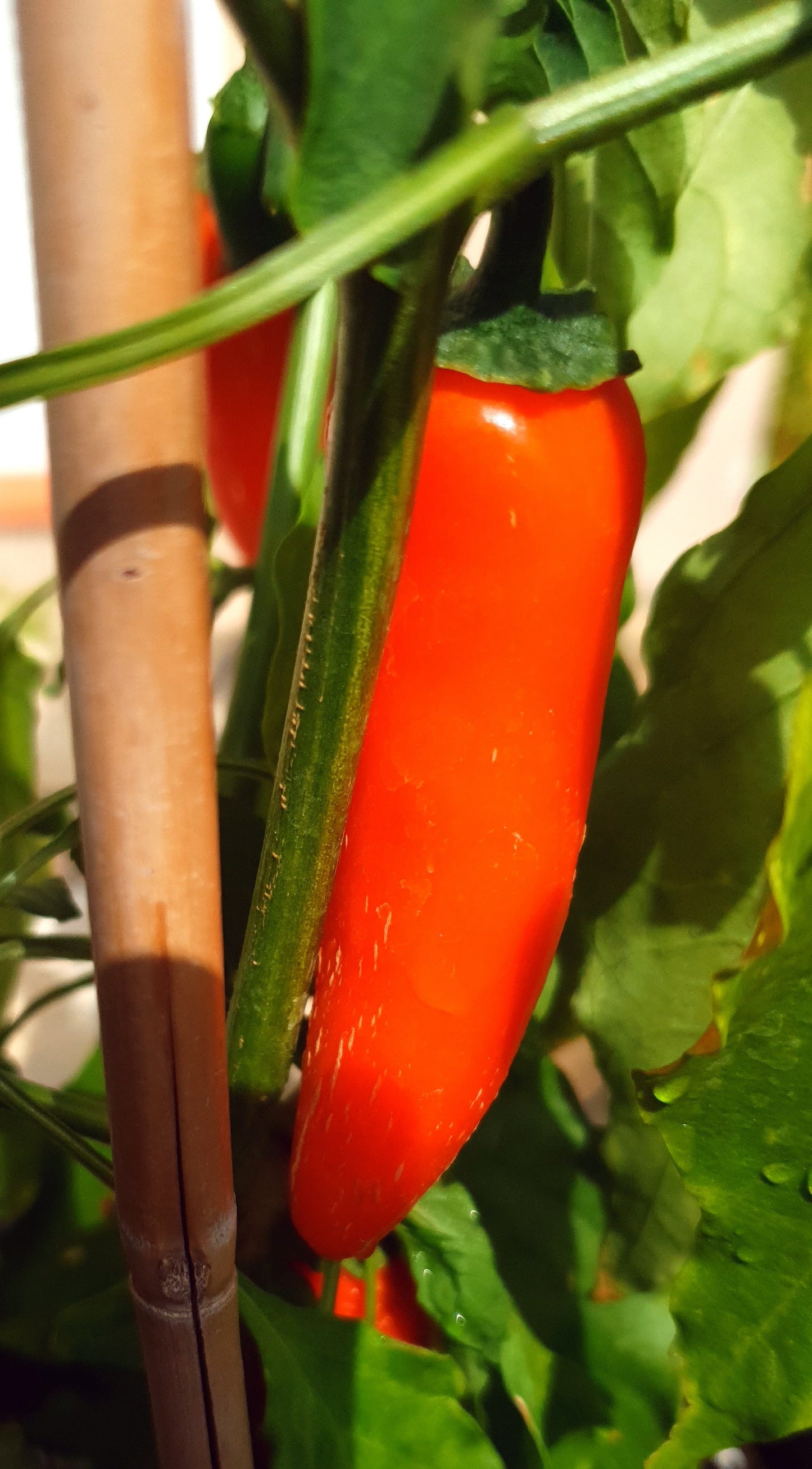 NuMex Jalapeno Orange Spice 10 semillas de chile
