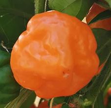 Orange Blob 10 Semillas de Chile