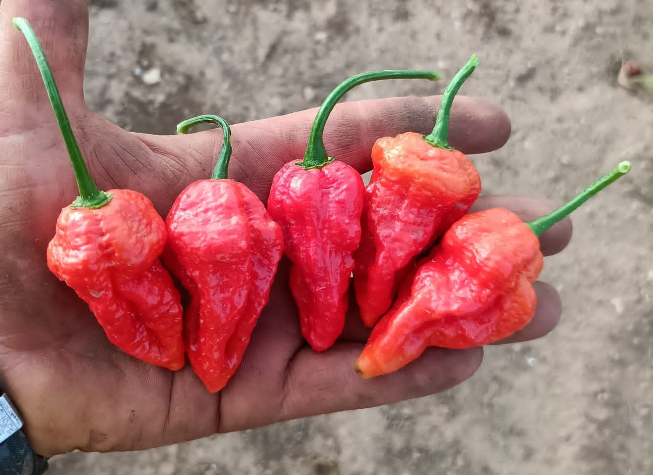 Pimiento XXX 10 semillas de chile