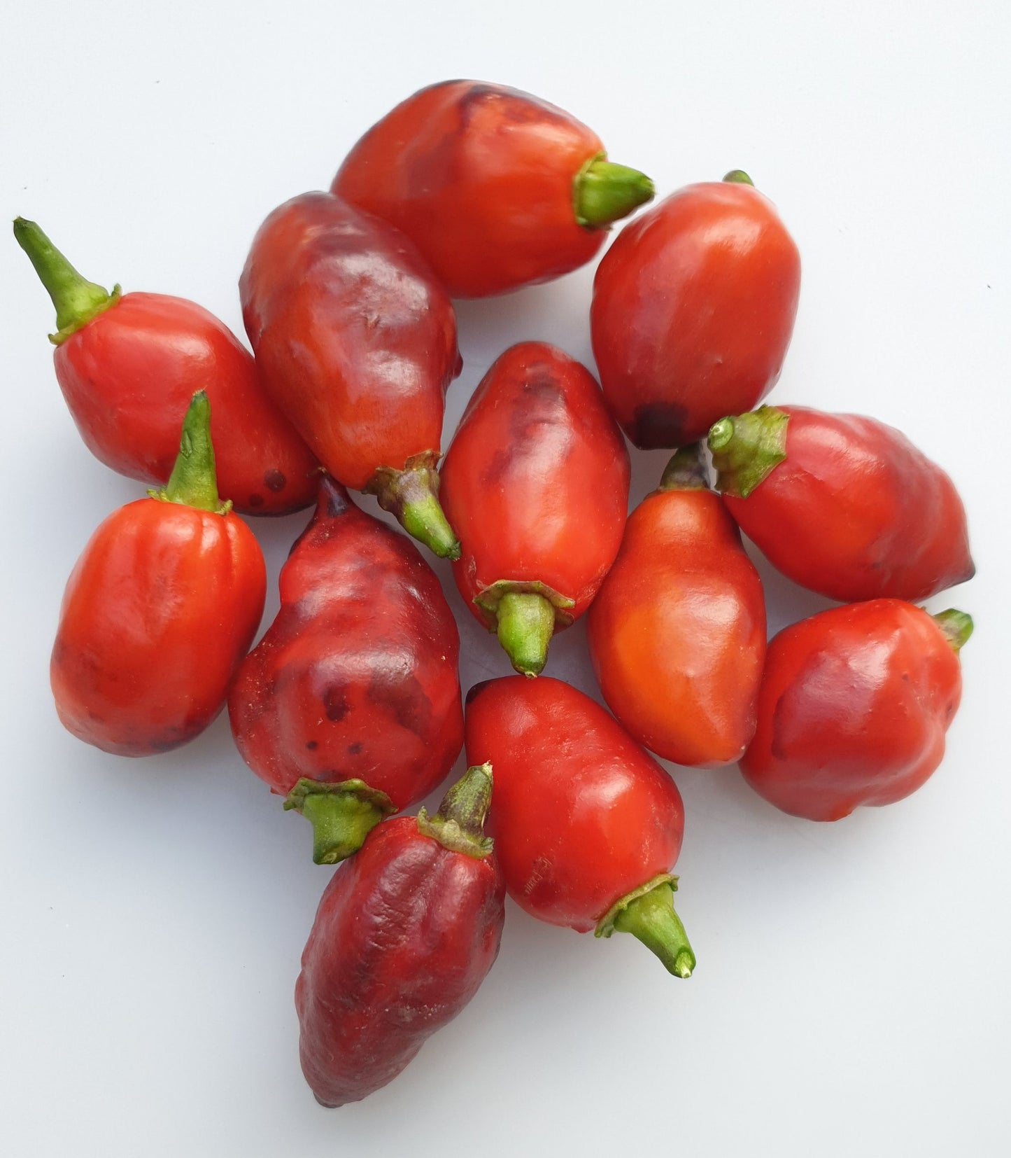Pimienta Moruga - 10 chili seeds