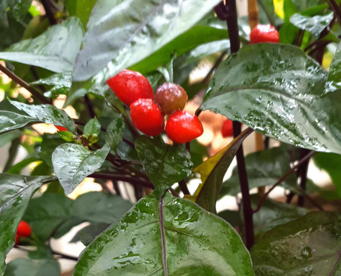 Pimienta Moruga - 10 chili seeds