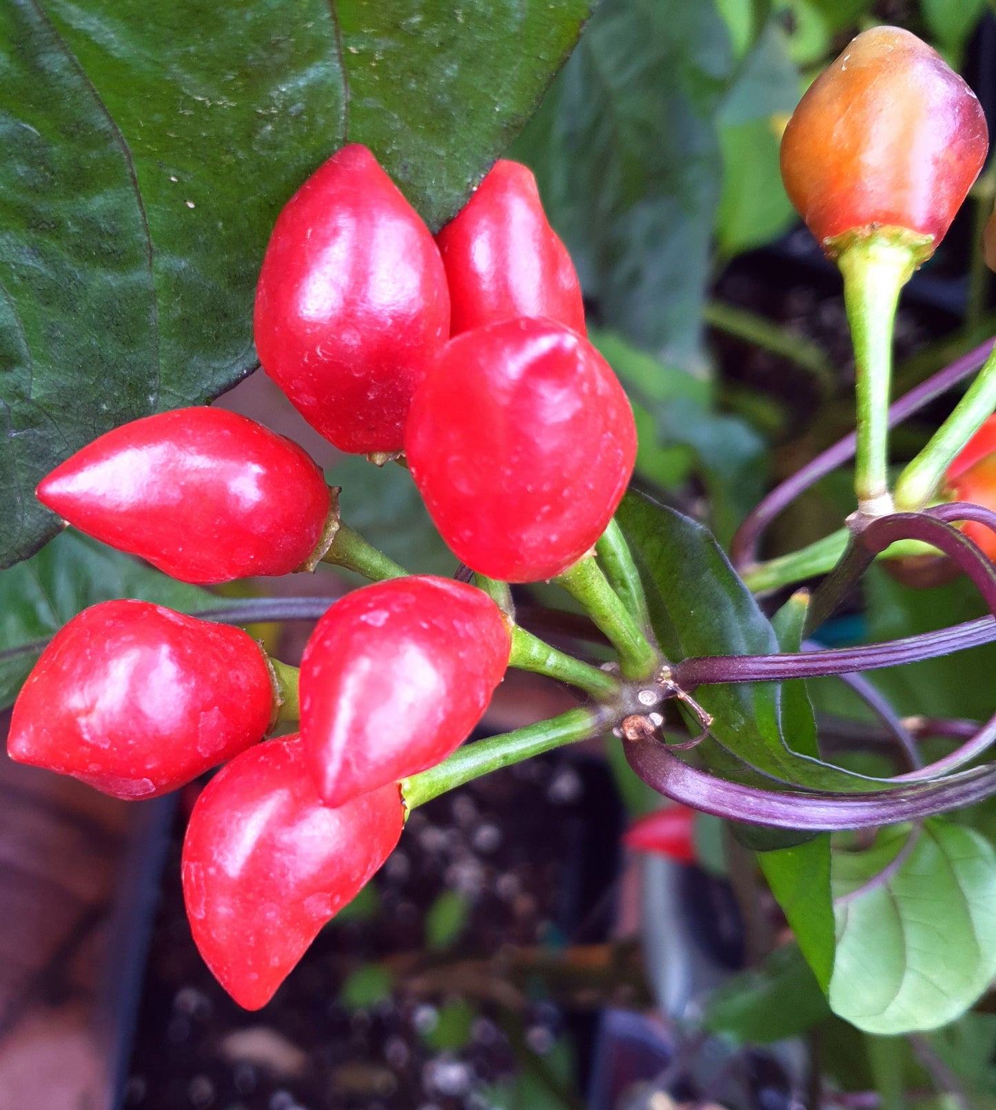 Pimienta Moruga - 10 chili seeds