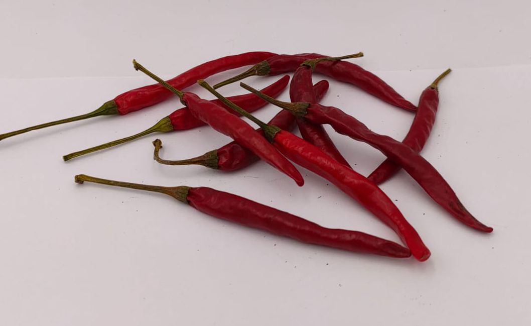 Poinsettia - 10 chili seeds