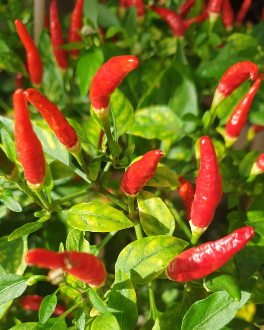 Prik Kee Noo 10 chili seeds