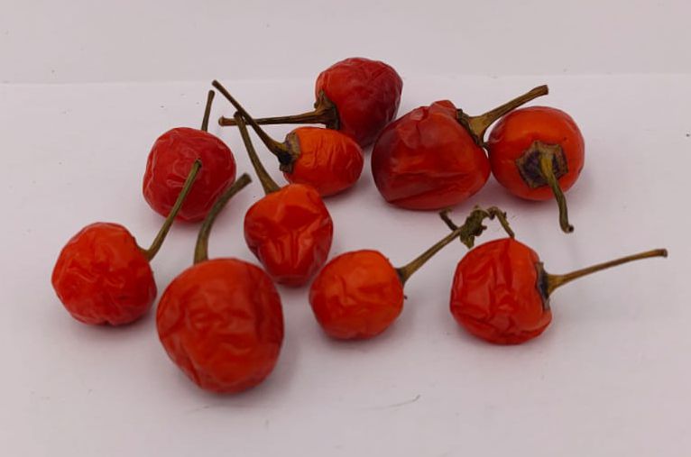 Purple Delight - 10 chili seeds
