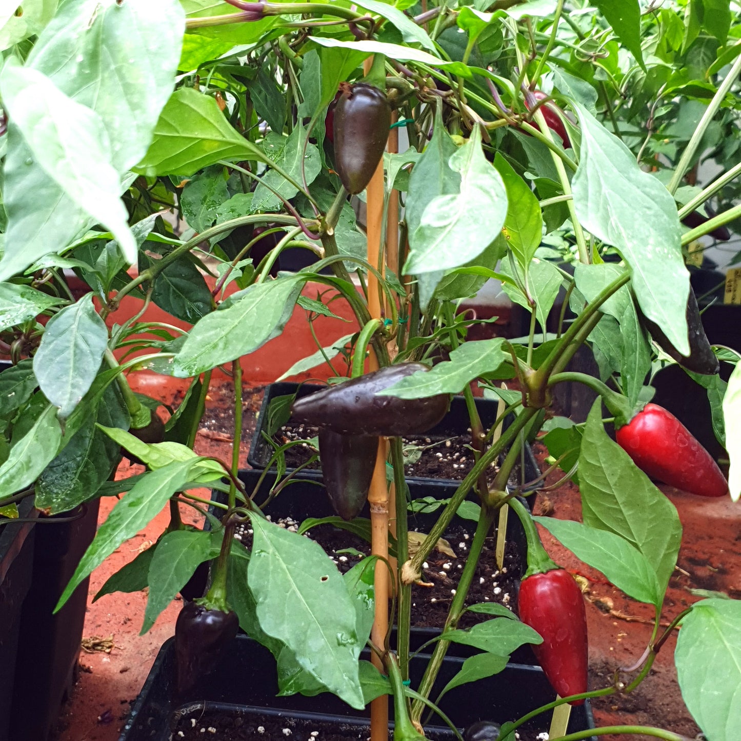 Jalapeños - variedad culinaria (5 variedades, 5 semillas cada una)