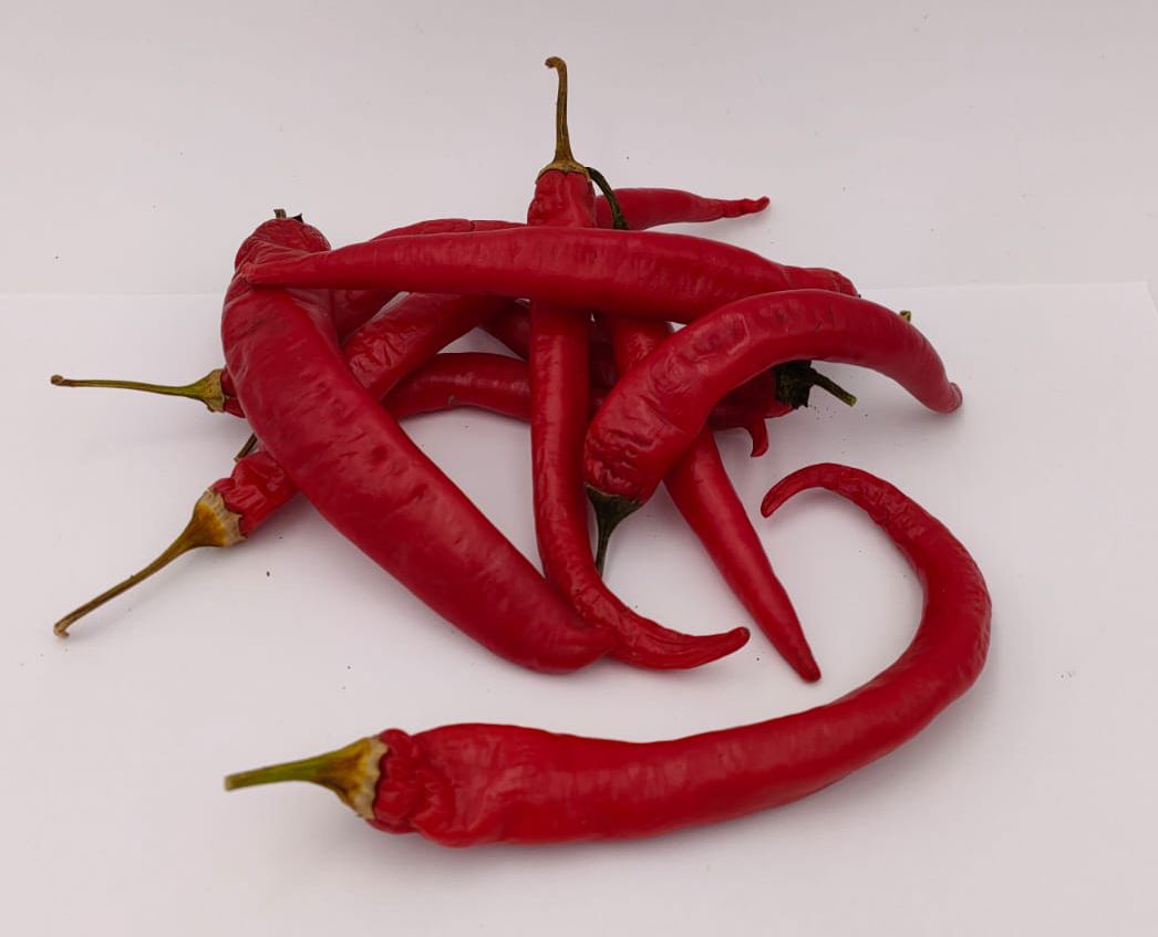 Python - 10 chili seeds