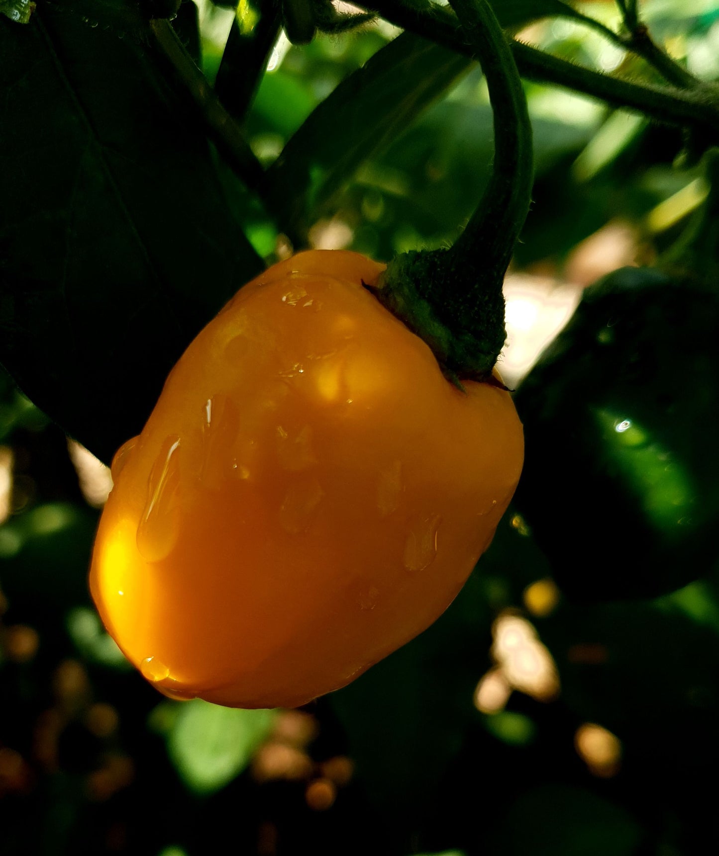 Rocoto Chile de Seda 10 semillas
