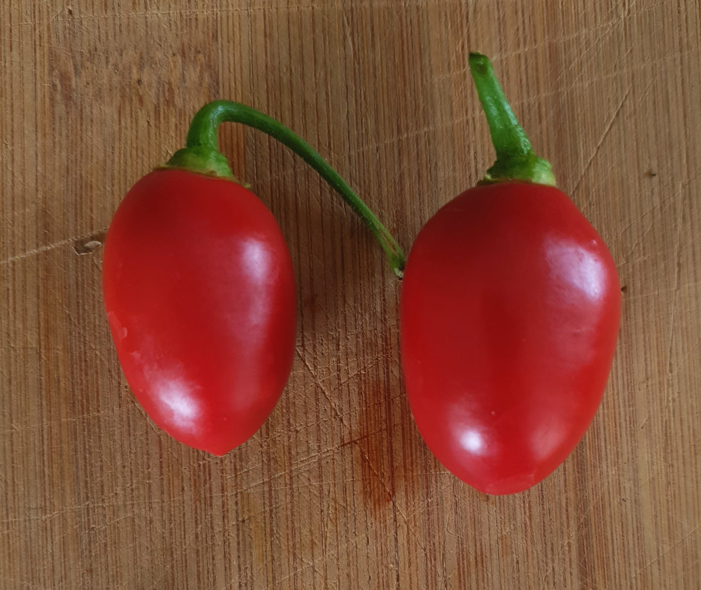 Rocoto Boliviano Peludo - 10 semillas de chile