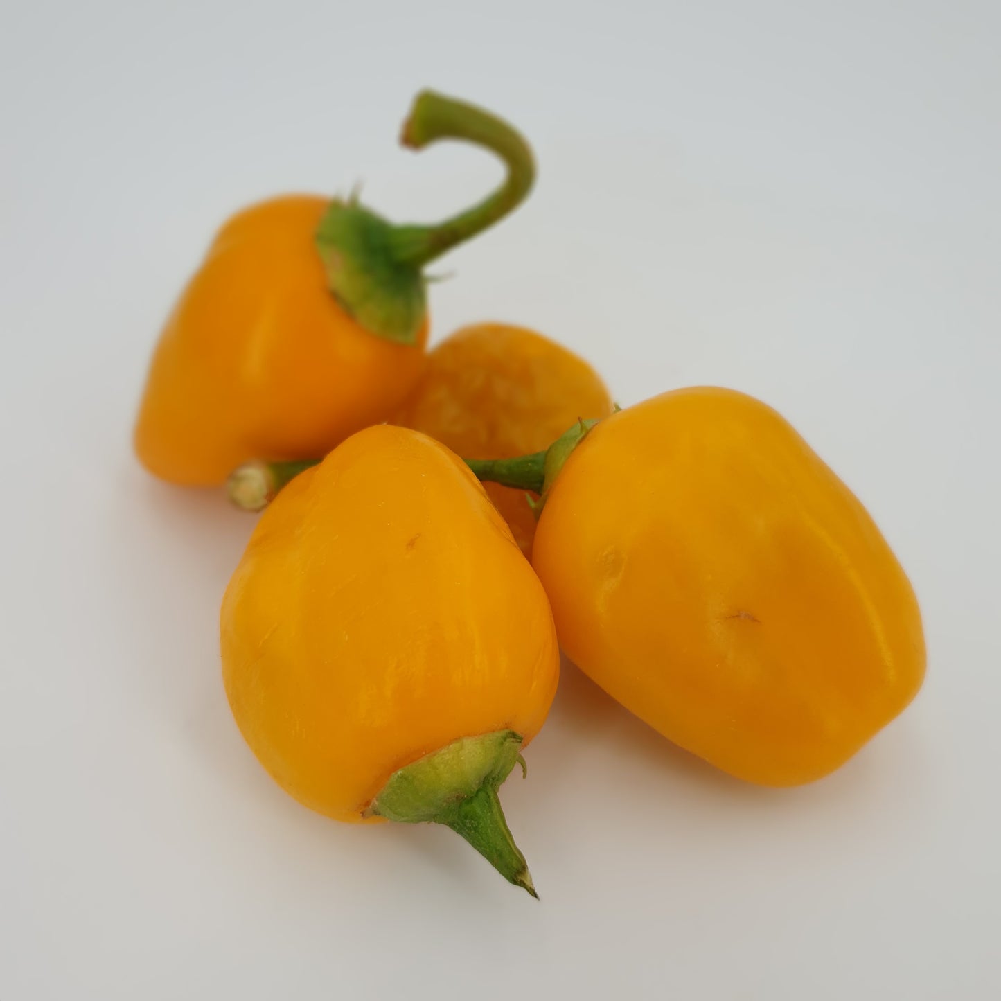 Rocoto Chile de Seda 10 semillas