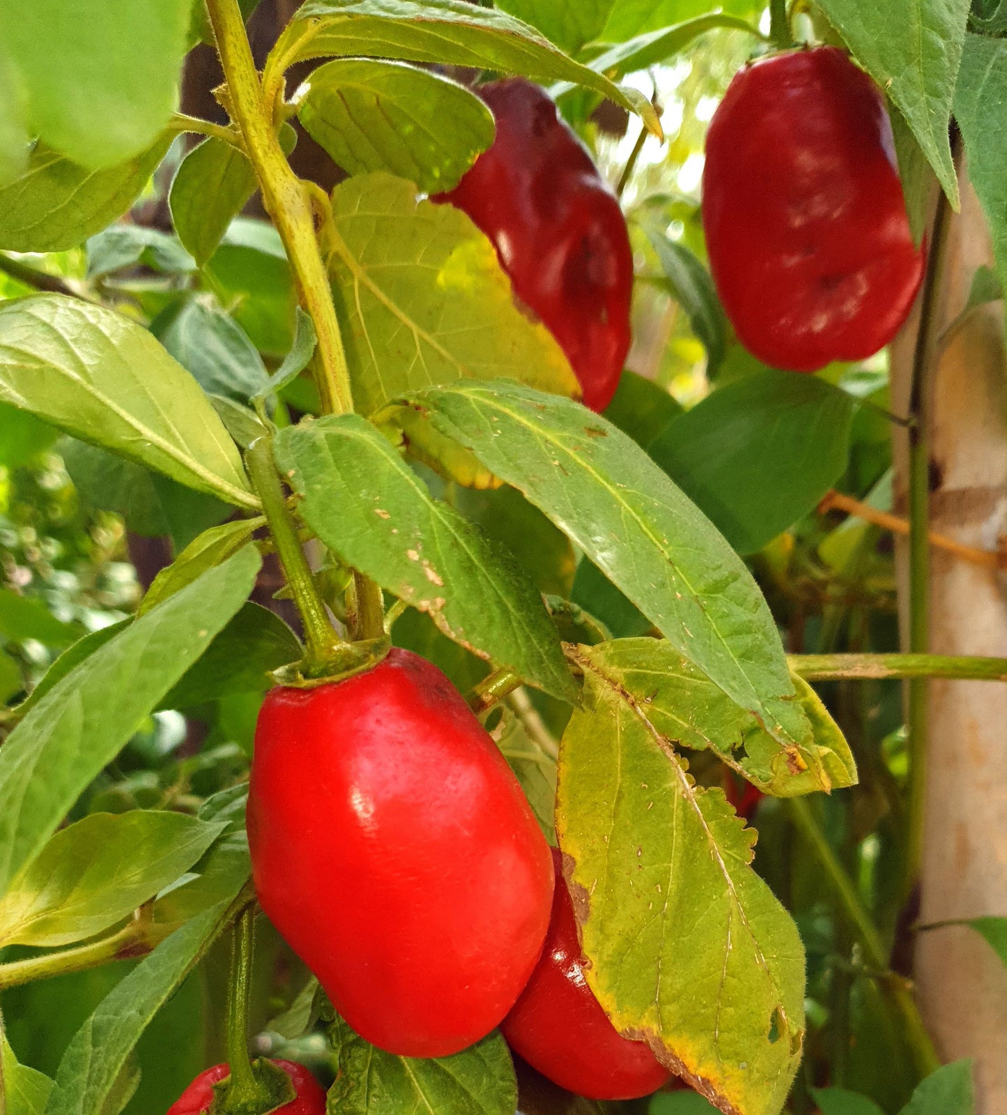 Rocoto Peron Rojo 10 Chilisamen