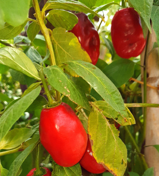 Rocoto Peron Rojo 10 chili seeds