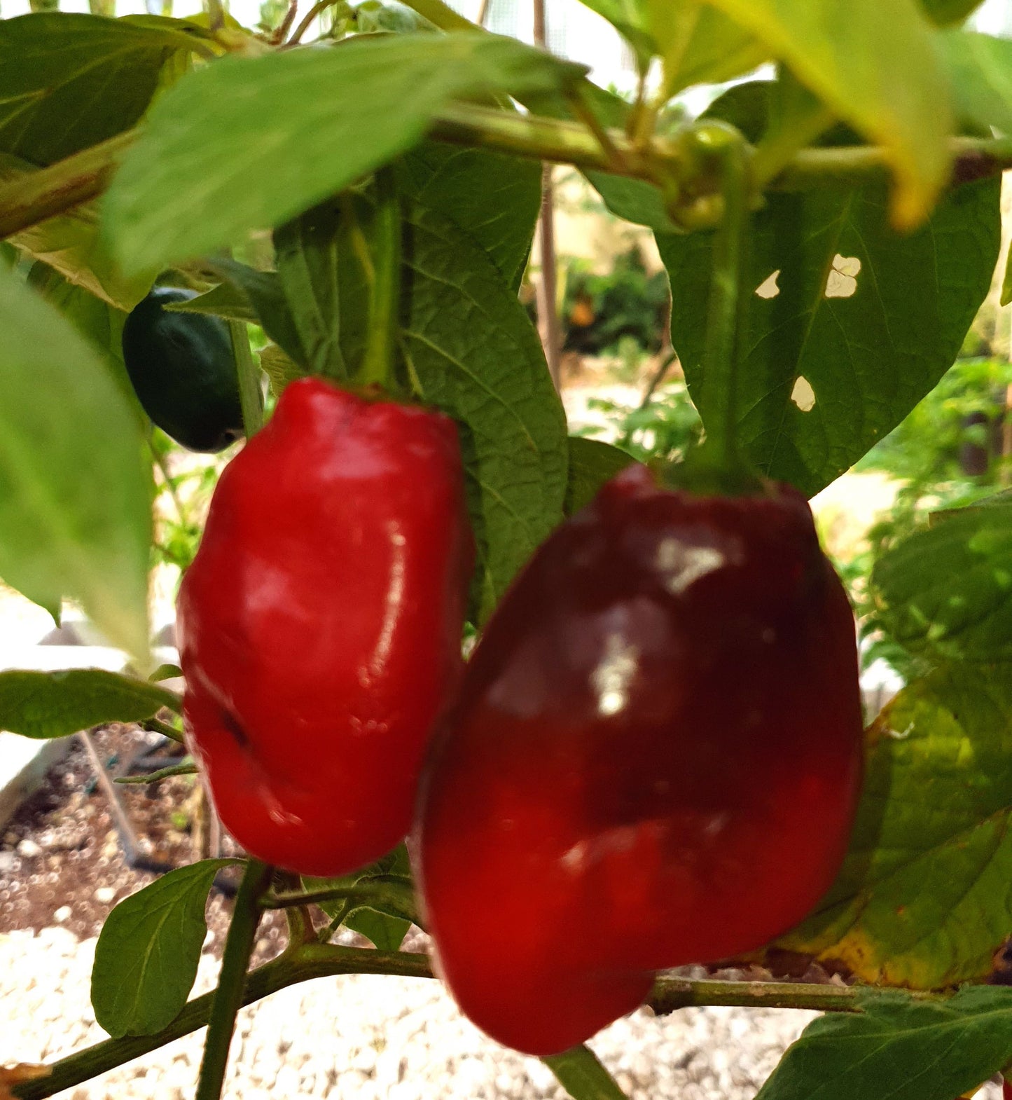 Rocoto Peron Rojo 10 Chilisamen