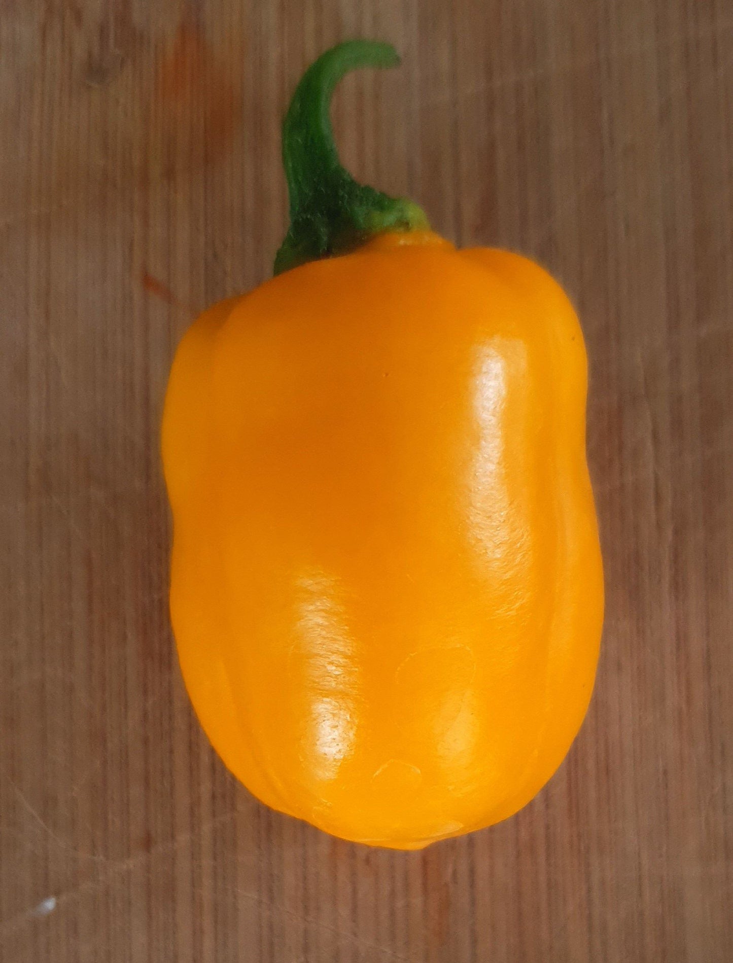 Rocoto Puno Amarillo - 10 semillas de chile