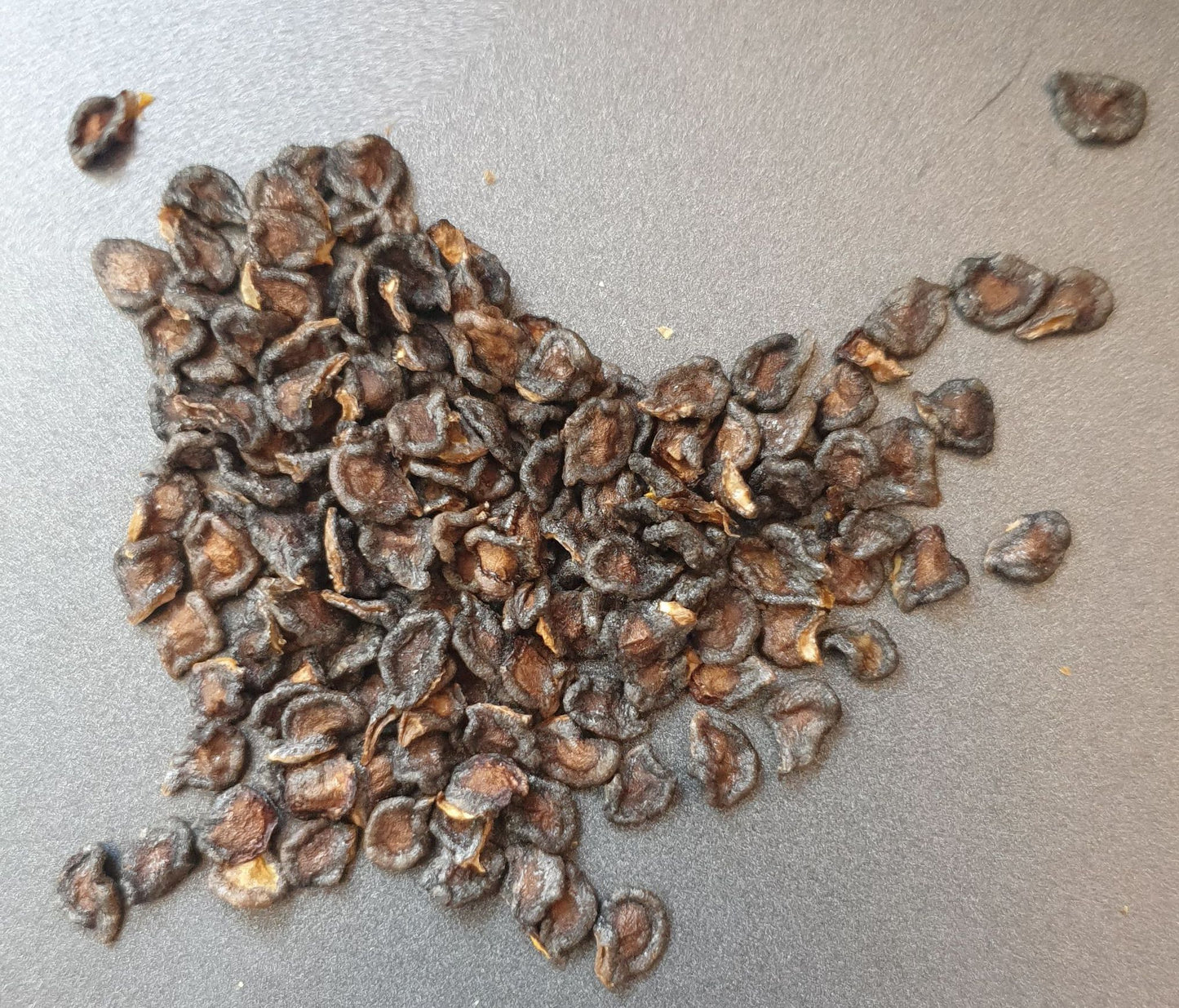Rocoto Chile de Seda 10 semillas