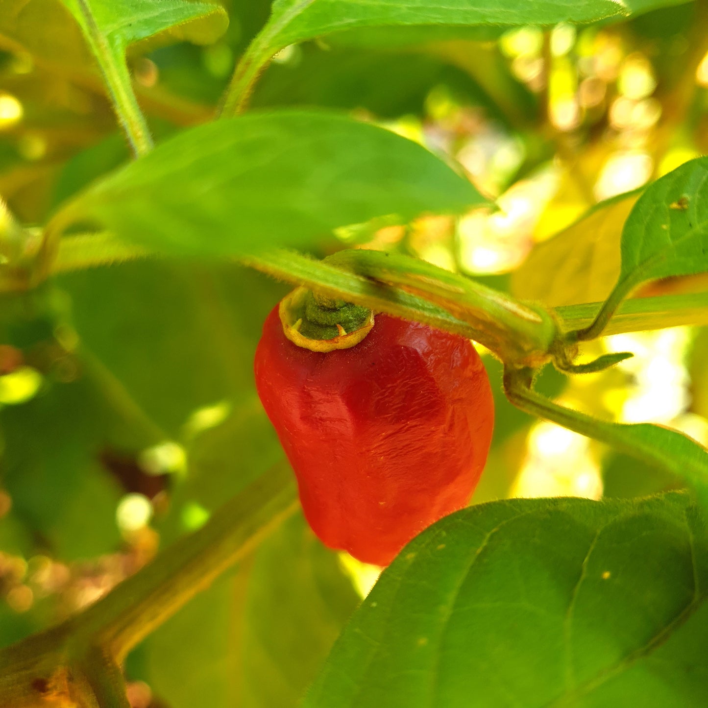 Rocoto de la Selva Lima - 10 semillas de chile