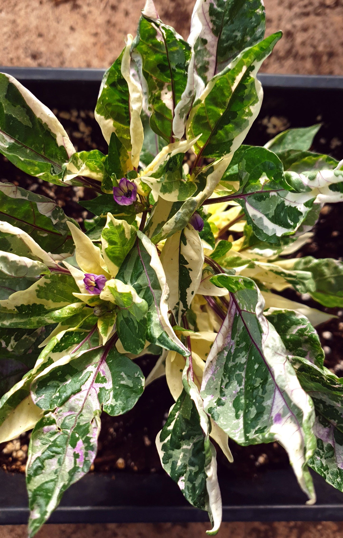 Scarlet Variegated - 10 semillas de chile
