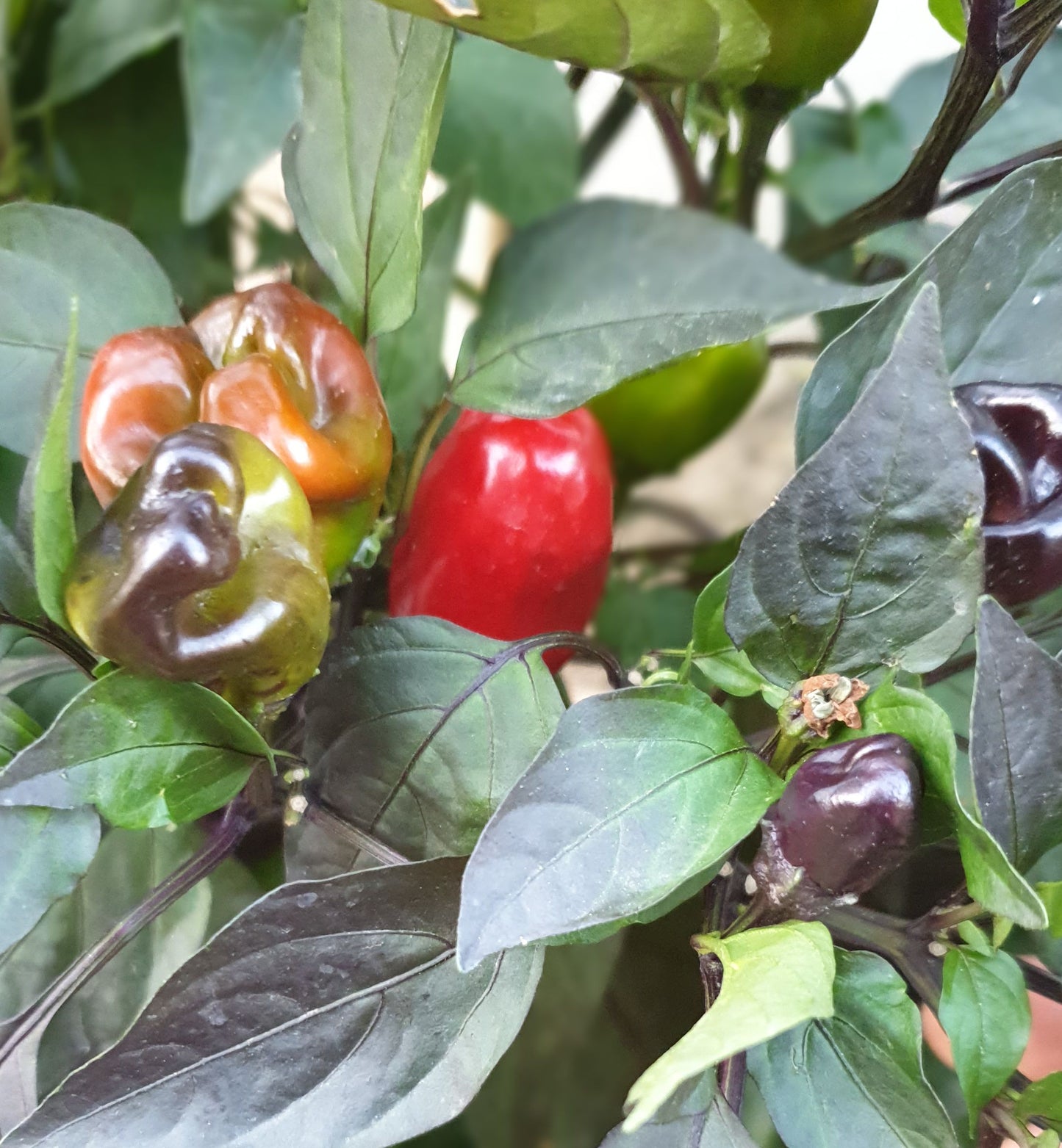 Scarlet Variegated - 10 semillas de chile