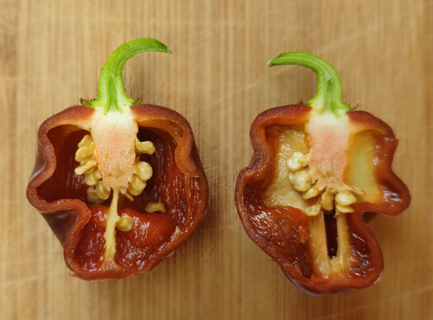Scotch Bonnet Chocolate - 10 chilli seeds