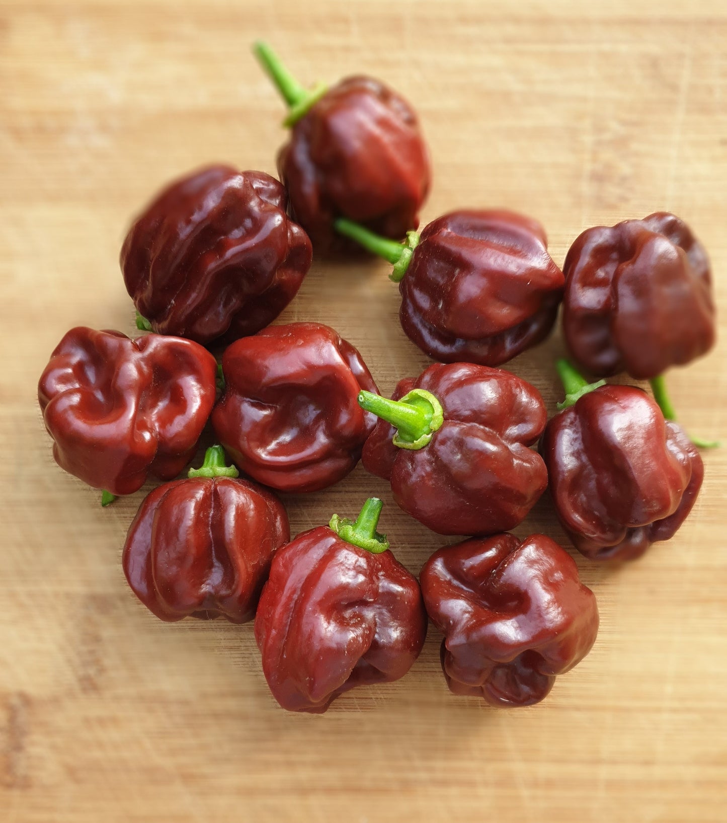 Scotch Bonnet Chocolate - 10 chilli seeds
