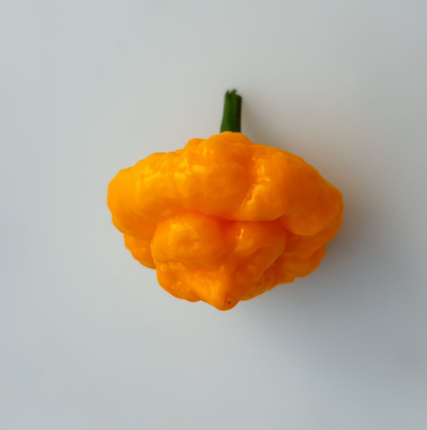 Scotch Brain Yellow - 10 Chilisamen
