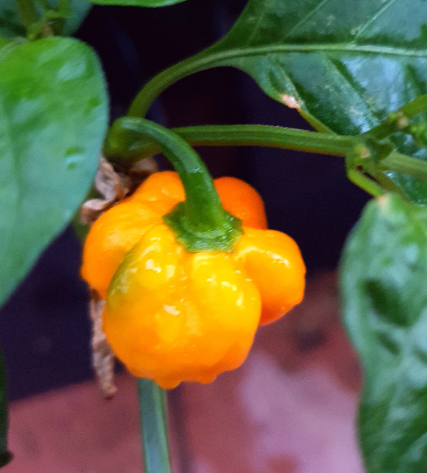 Scotch Bonned Foodarama - 10 Chili Seeds