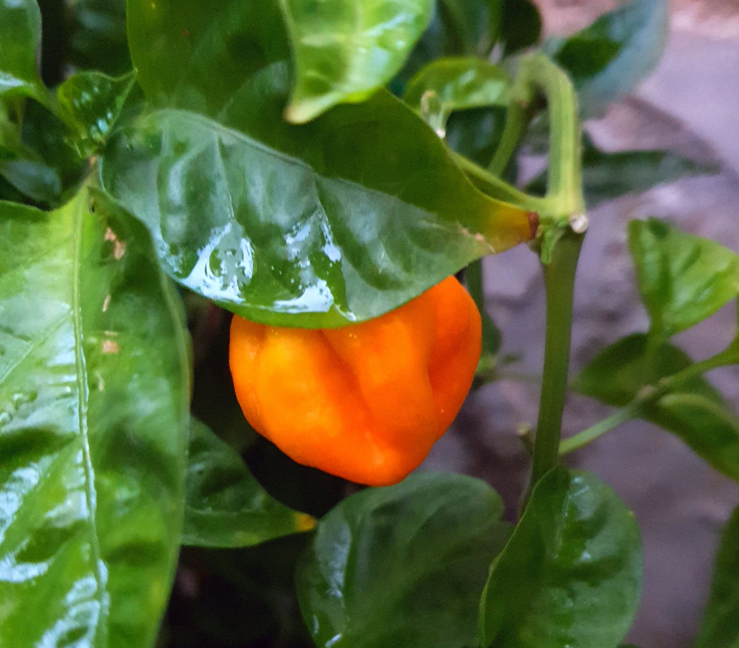 Scotch Bonned Foodarama - 10 Chili Seeds