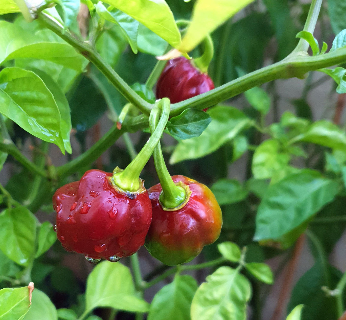 Scotch Bonnet Chocolate - 10 chilli seeds