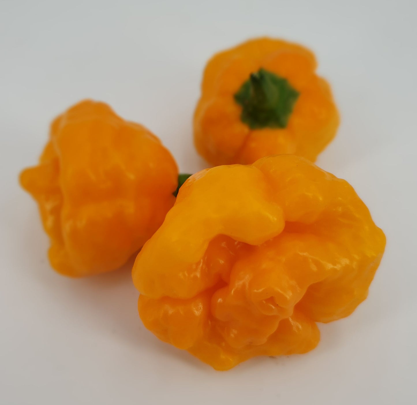 Scotch Brain Yellow - 10 Chilisamen