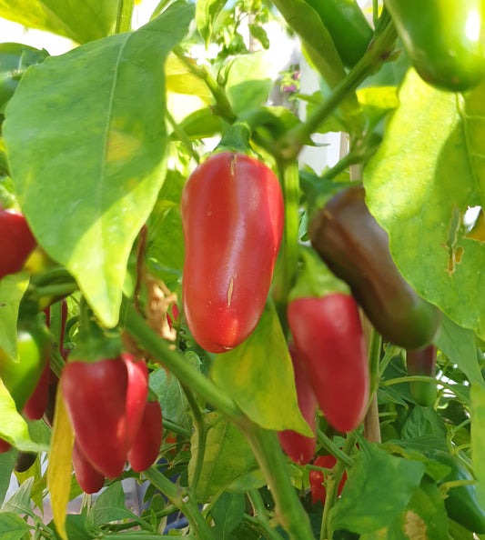 Serrano Chili- 10 chili seeds